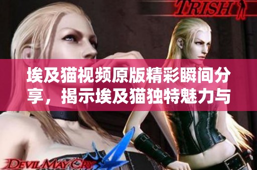 埃及猫视频原版精彩瞬间分享，揭示埃及猫独特魅力与风采
