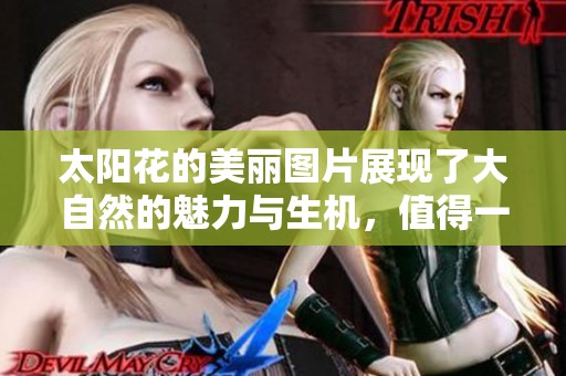 太阳花的美丽图片展现了大自然的魅力与生机，值得一看。