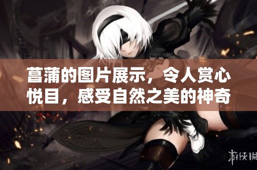菖蒲的图片展示，令人赏心悦目，感受自然之美的神奇魅力