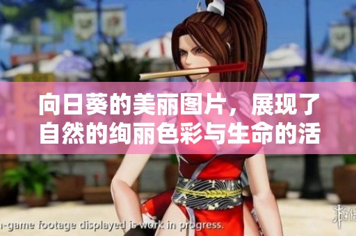 向日葵的美丽图片，展现了自然的绚丽色彩与生命的活力
